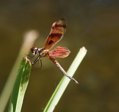 [Left side view of a male atop a leaf of grass. Rather than yellow and brown, his wings are more reddish-pink and brown. His body has a kink about two-thirds from the head such that the tail-end is bent upwards.]